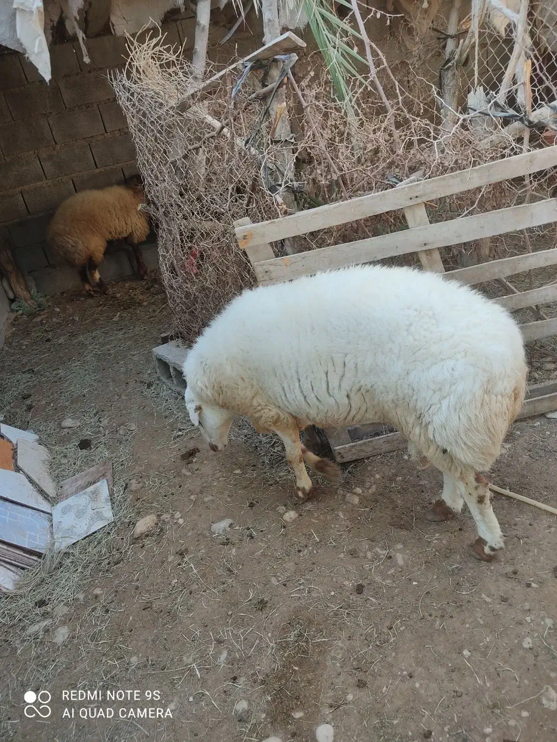 فروش قوچ نر|حیوانات مزرعه|قلعه قاضی, |دیوار