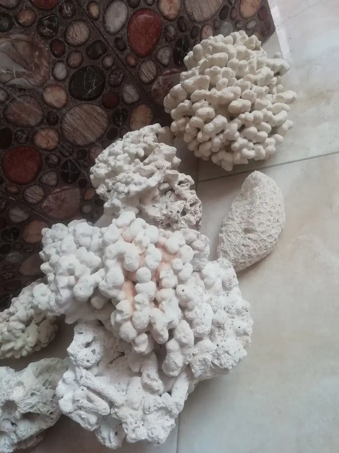 مرجان آکواریوم|ماهی|محمدشهر, همایون ویلا|دیوار