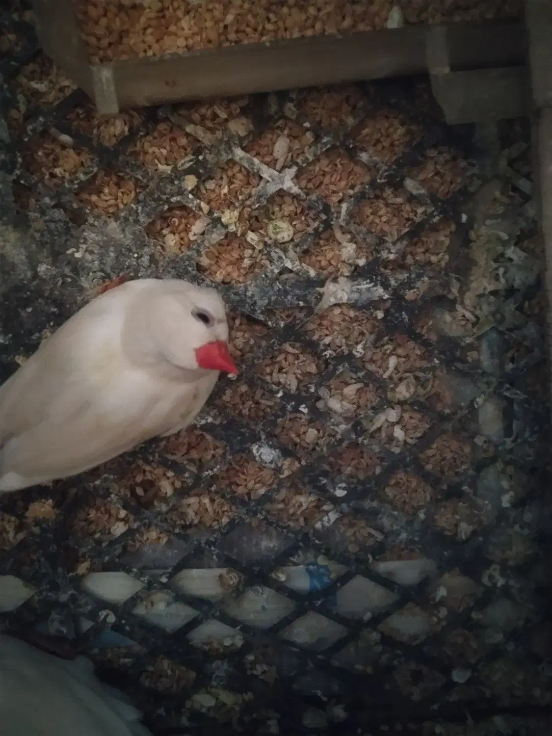 سلام یک جفت فنچ|پرنده|سراوان, |دیوار