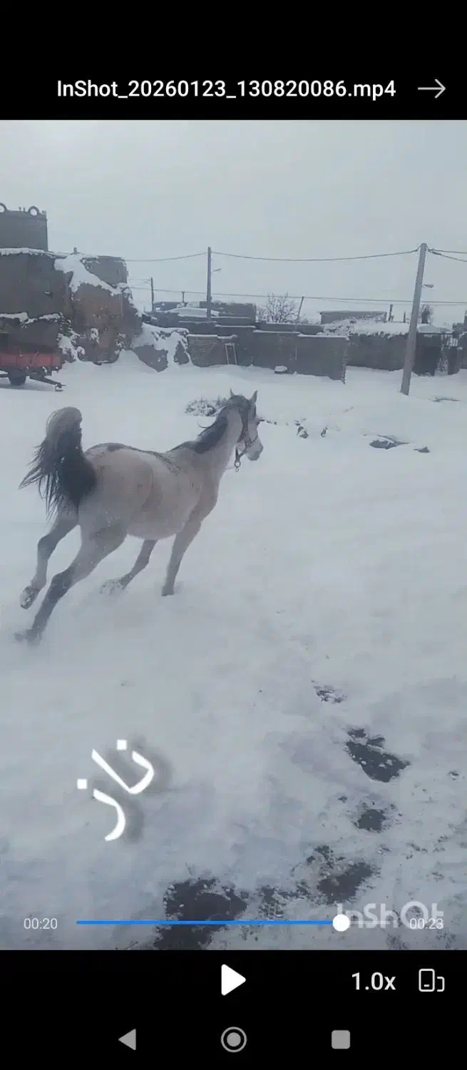 اسب|اسب و تجهیزات اسب‌سواری|سلطانیه, |دیوار