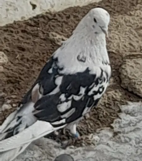نر ماده|پرنده|نورآباد, |دیوار