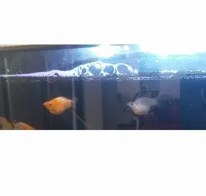 ماهی کوی و مولی|ماهی|قم, پردیسان|دیوار