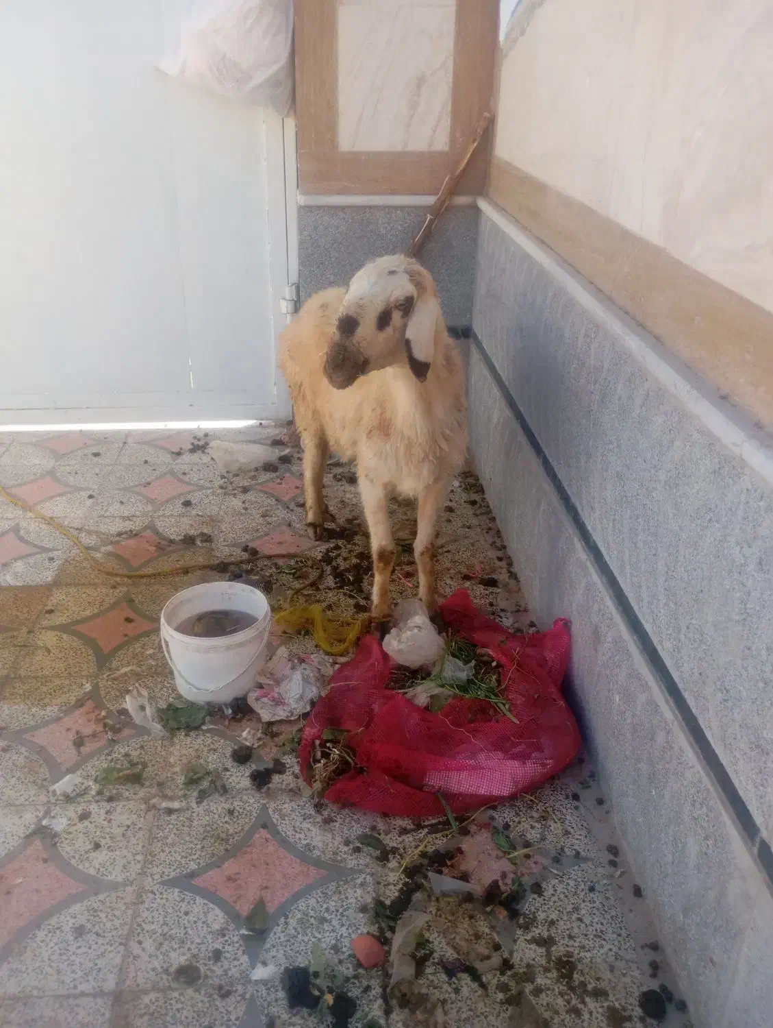 گوسفند|حیوانات مزرعه|شیراز, ده پیاله|دیوار