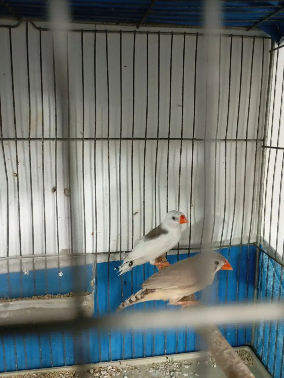 فنج نرماده جفت|پرنده|خمینی‌شهر, |دیوار