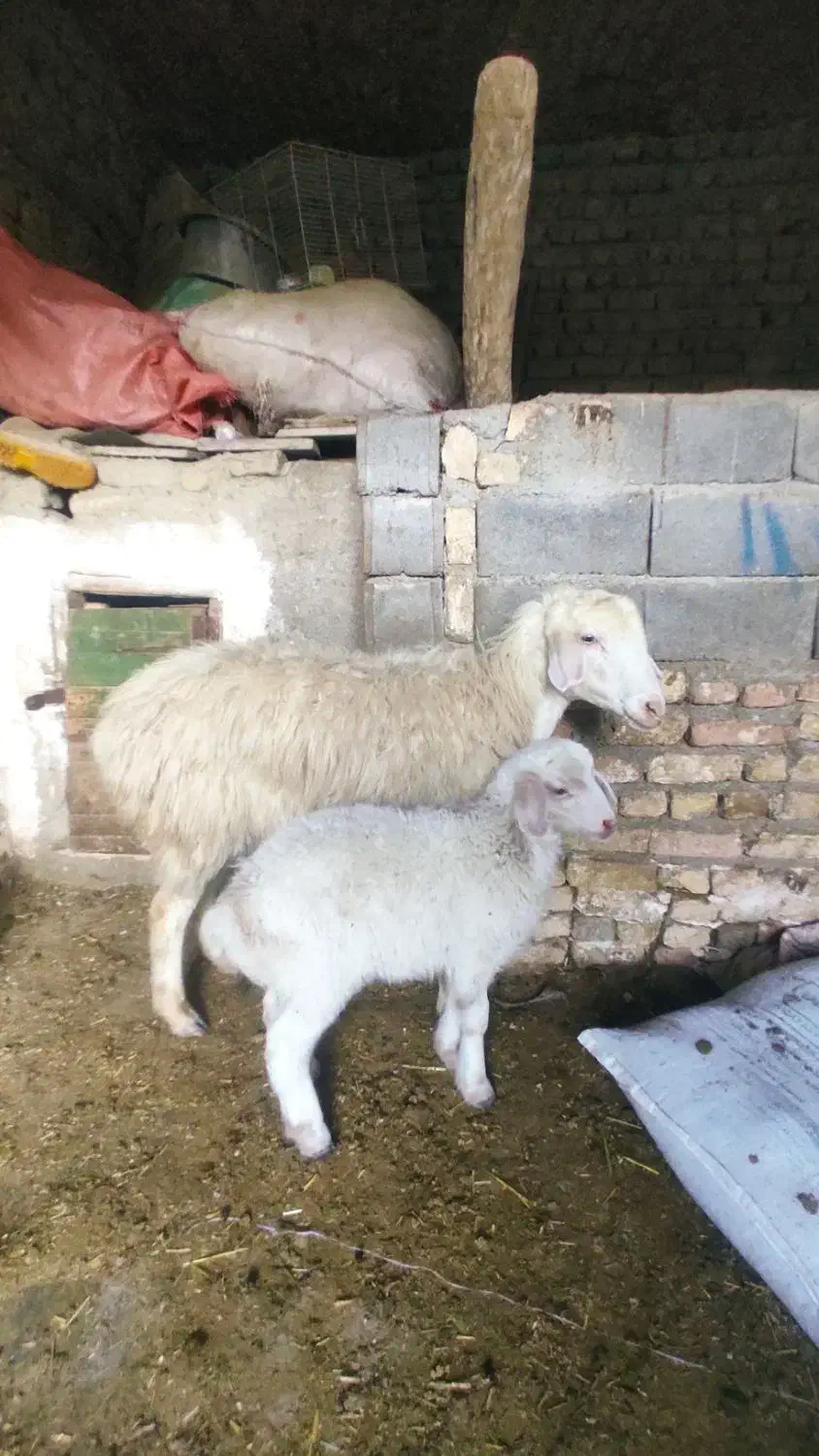 ی عدد میش بره دار جوان شکم اول|حیوانات مزرعه|شیروان (خراسان), |دیوار
