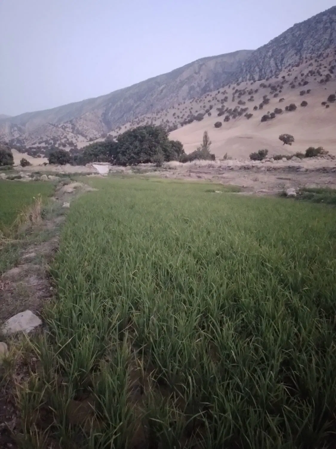 تولکی|گل و گیاه طبیعی|بدره, |دیوار