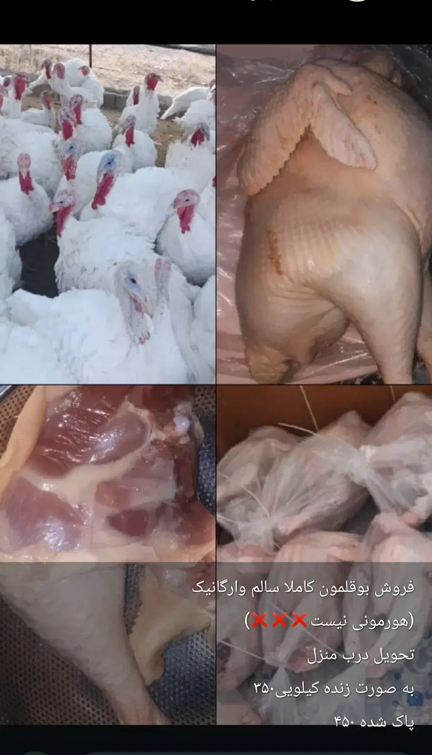 بوقلمون محلی|حیوانات مزرعه|ارژن, |دیوار