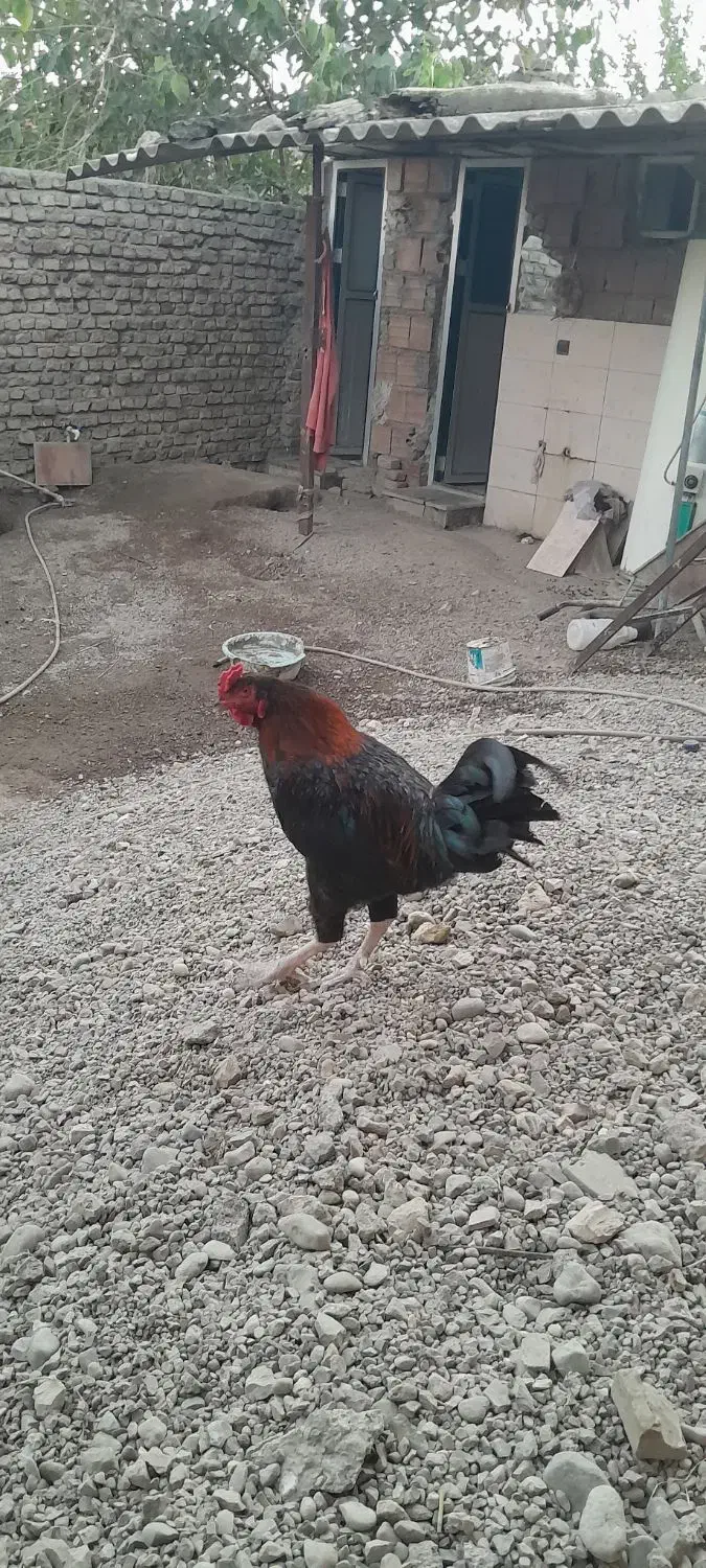 خروس معمولی|حیوانات مزرعه|مینودشت, |دیوار