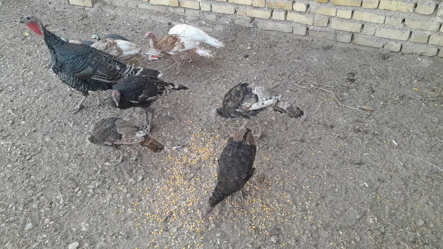 بوقلمون محلی|حیوانات مزرعه|الوند, |دیوار