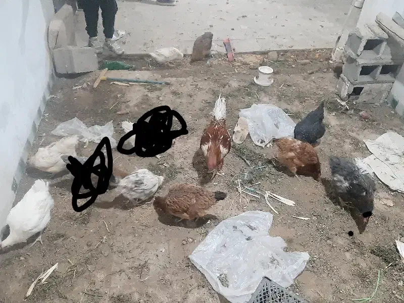 مرغ محلی|حیوانات مزرعه|آبیک, |دیوار