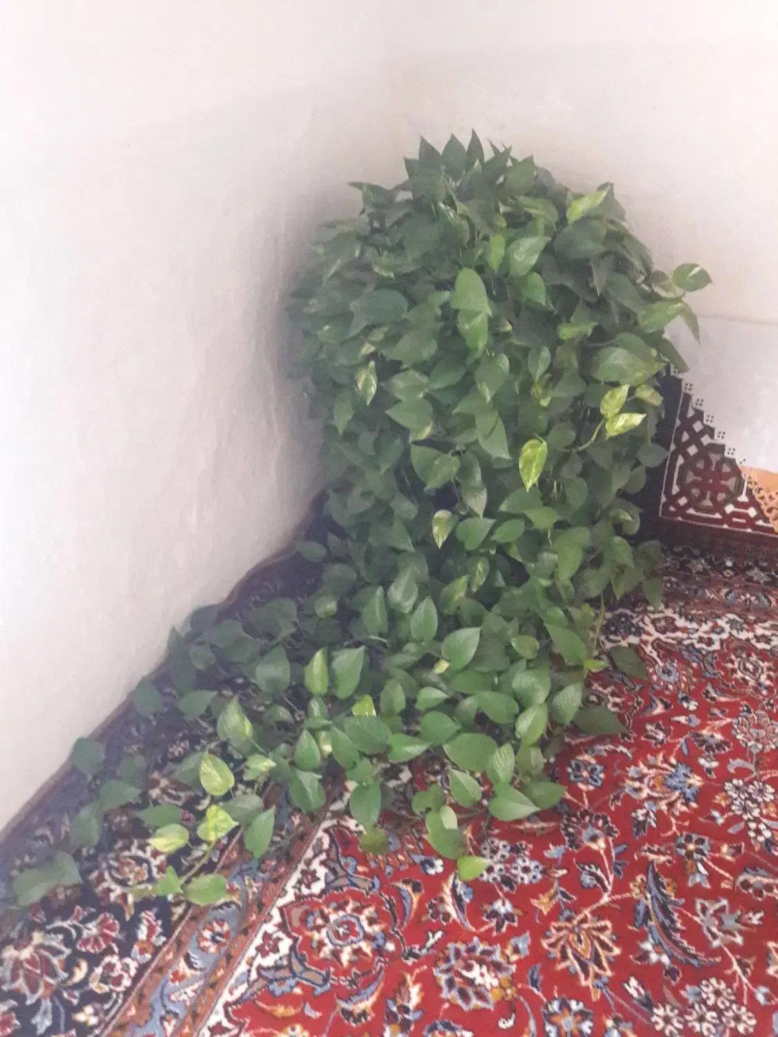 گل پتوس|گل و گیاه طبیعی|شهریار, شهریار|دیوار