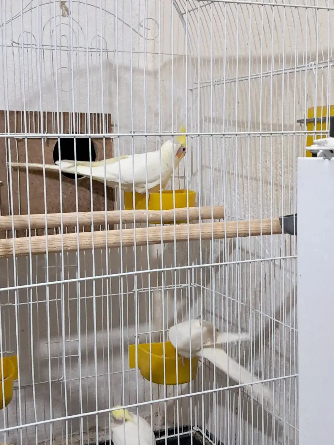 عروس هلندی|پرنده|میانه, |دیوار