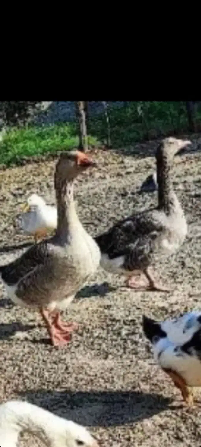 دوعدد غاز ماده سالم و بزرگ جوان دانه ای ۱۱۰۰|حیوانات مزرعه|رشت, پل تالشان|دیوار