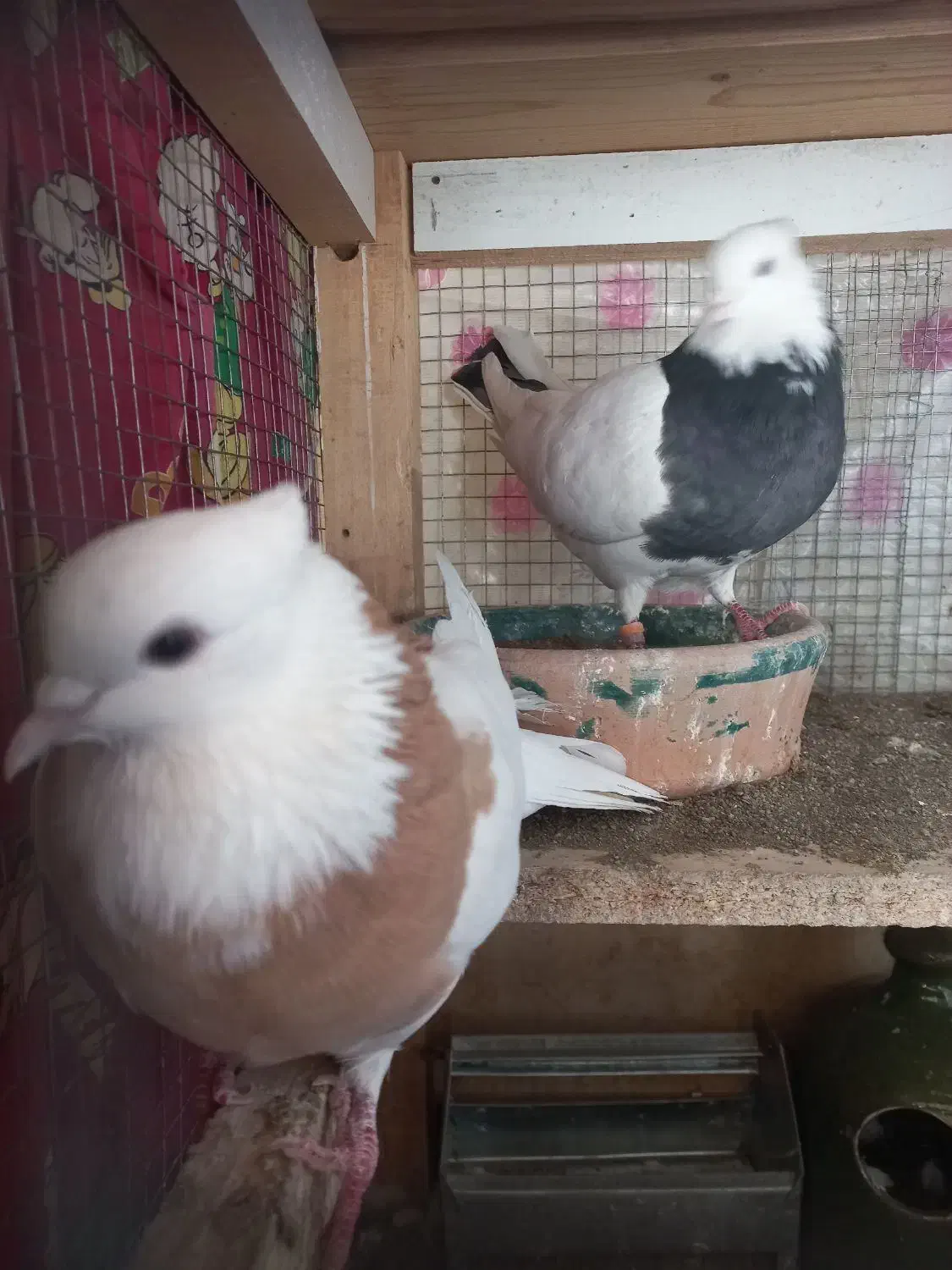 کفترفروشی|پرنده|کاشان, فاز ۲ ناجی آباد|دیوار