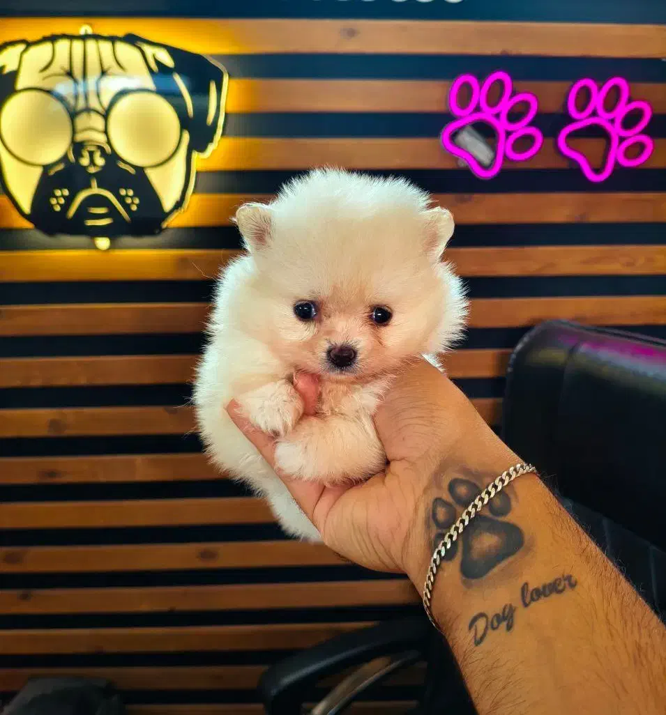 سگ جیبی پامرانین خرسی توی پودل فرفری شیتزو عروسکی|سگ|شهرکرد, |دیوار