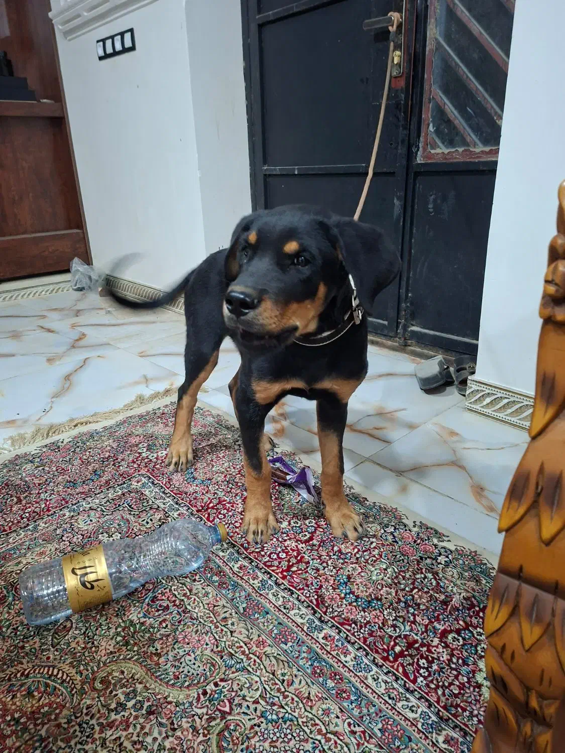 سگ روتوایلر|سگ|کهنوج, |دیوار