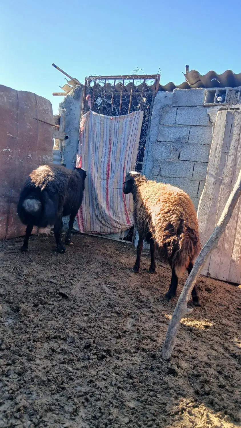 نره گوسفند|حیوانات مزرعه|گرگان, |دیوار