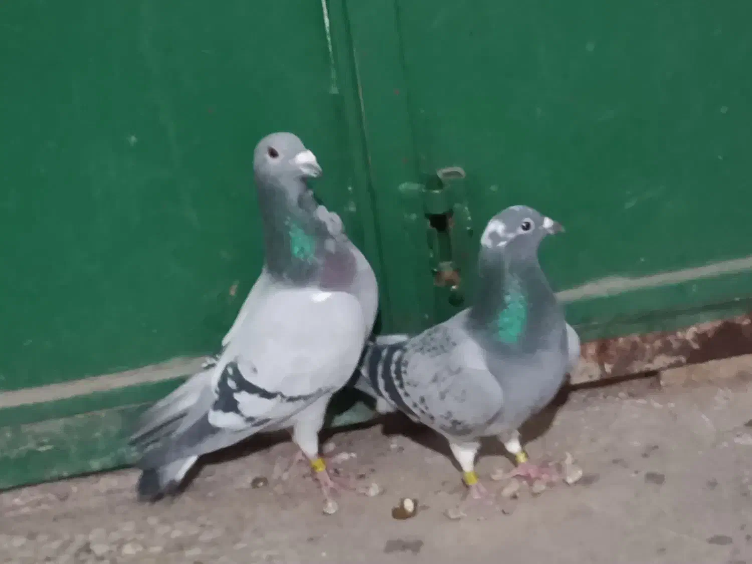 پلاکی|پرنده|نهبندان, |دیوار