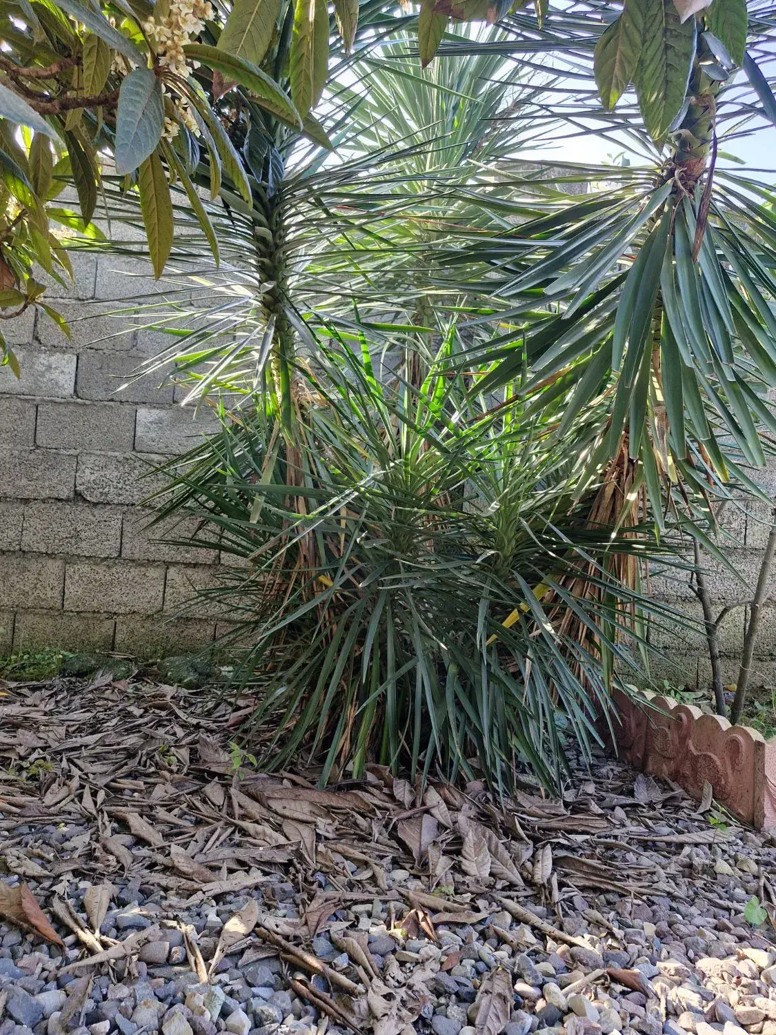 یوکا|گل و گیاه طبیعی|رودسر, |دیوار