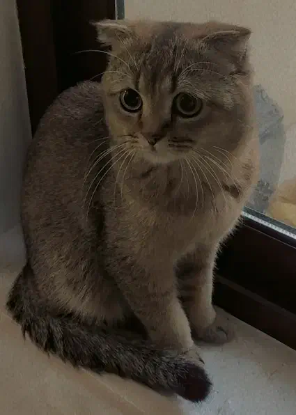 گربه نر|گربه|کاشان, امیرکبیر|دیوار