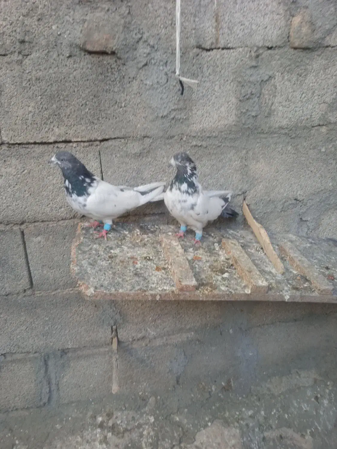 با سلام ی جفت کله دم درشت|پرنده|هرسین, |دیوار