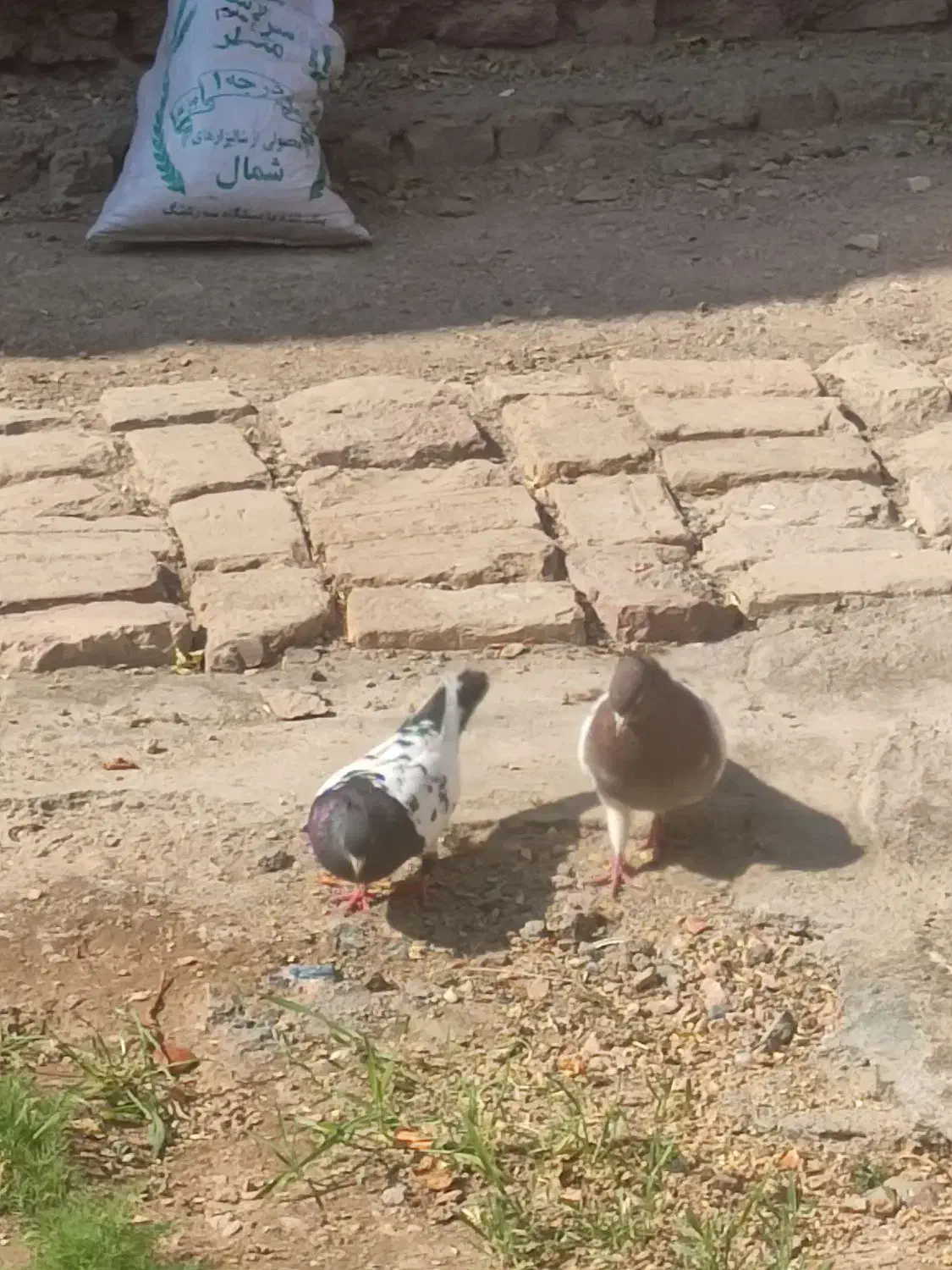 جفت کله ای ملقی|حراج|یزد, |دیوار