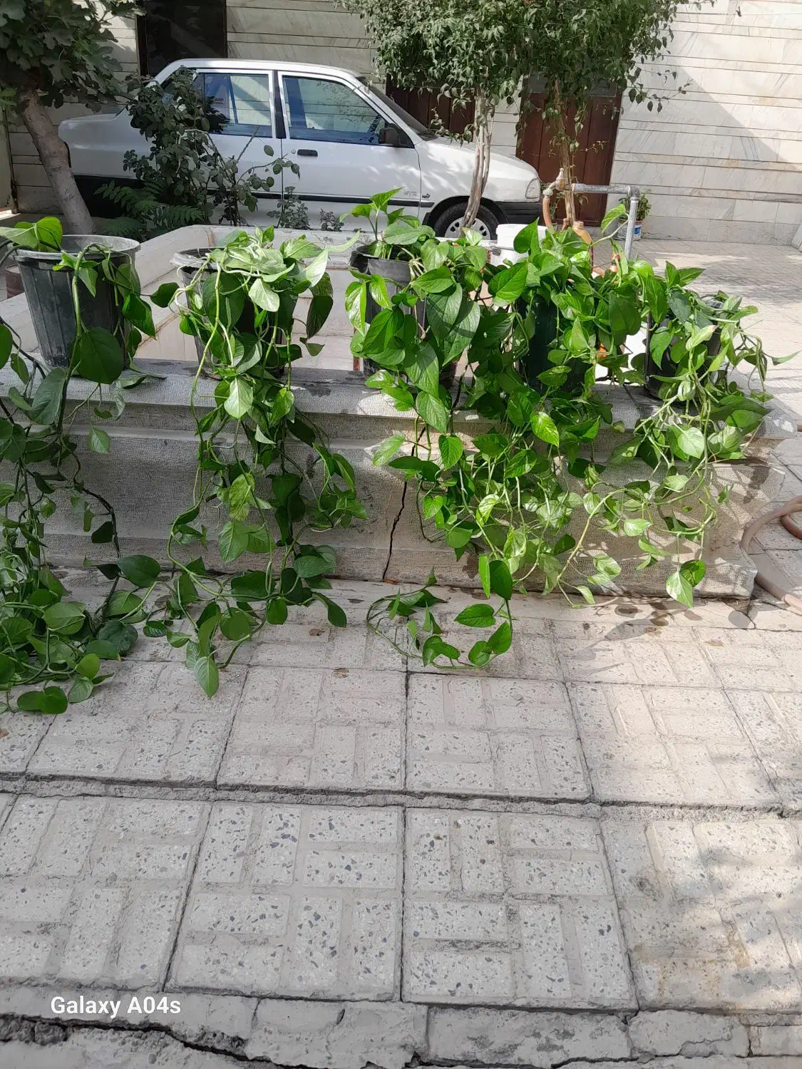 کلها سرسبز وطبیعی و سالم|گل و گیاه طبیعی|اصفهان, بوستان ناژوان|دیوار