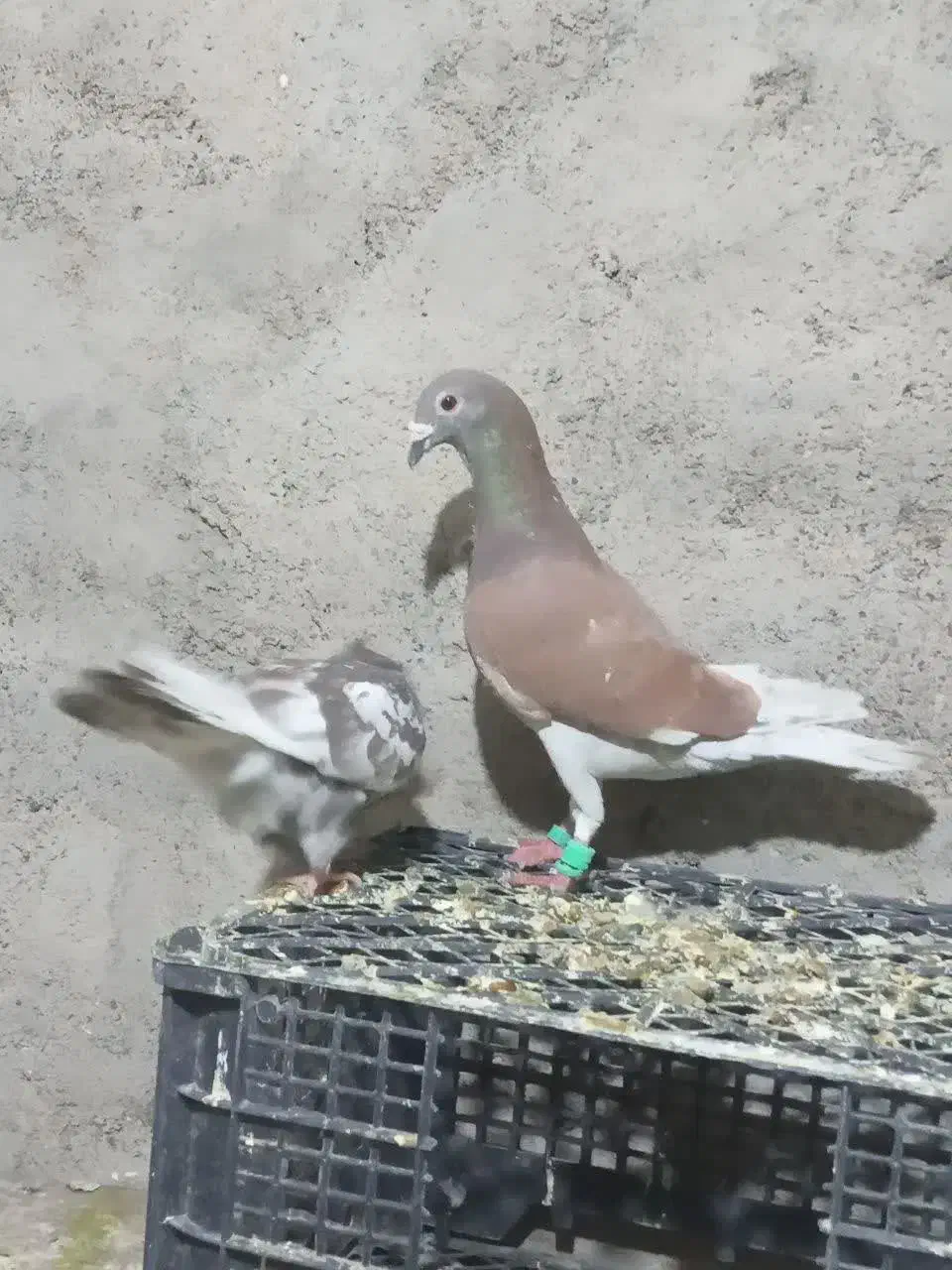 کفتر|پرنده|تایباد, |دیوار