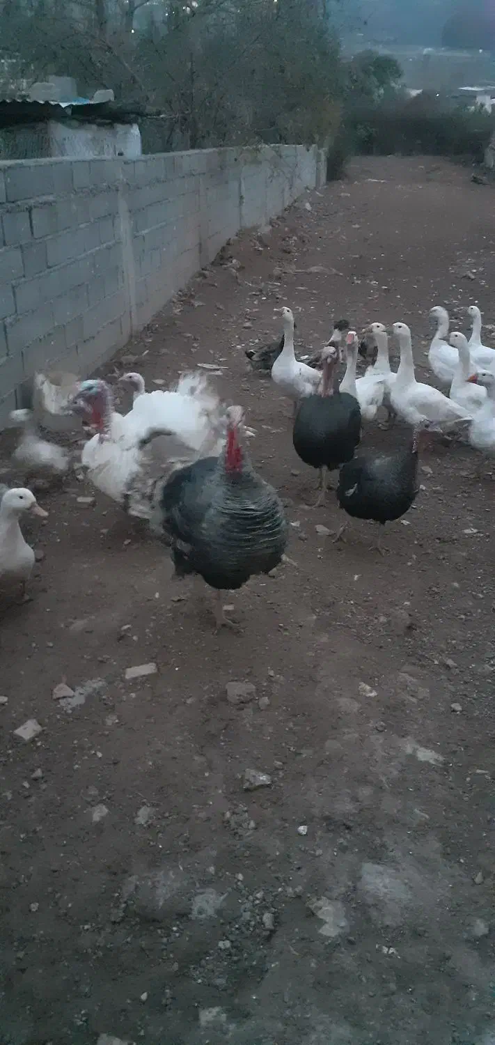 بوقلمون نر دارم به وزن ۷کیلو|حیوانات مزرعه|پایین هولار, |دیوار