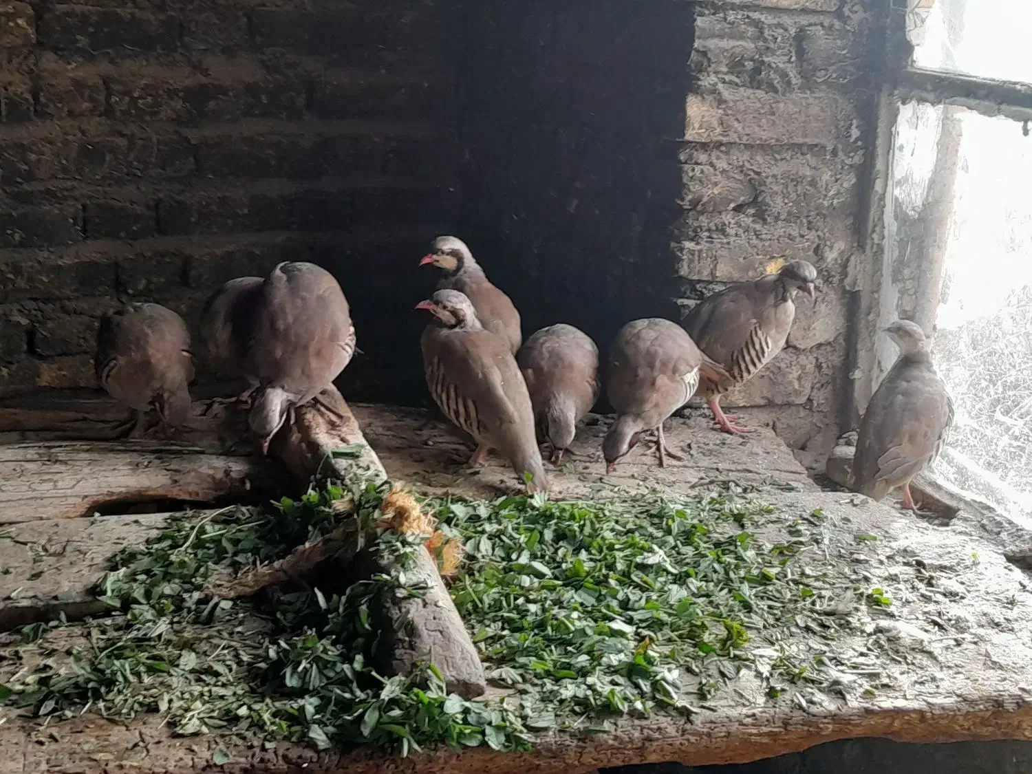 مرغ.|حیوانات مزرعه|نیر (اردبیل), |دیوار