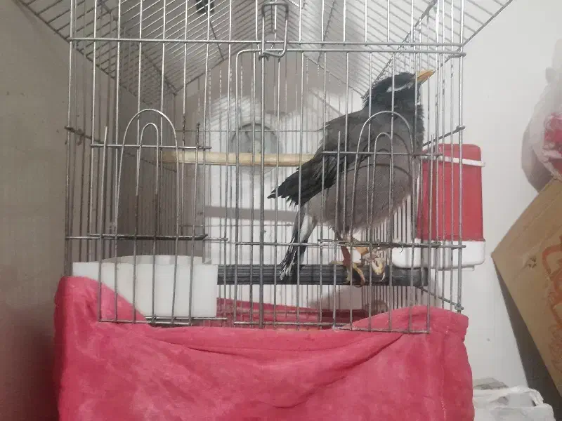 مرغ مینا سخنگو|پرنده|کرمان, |دیوار