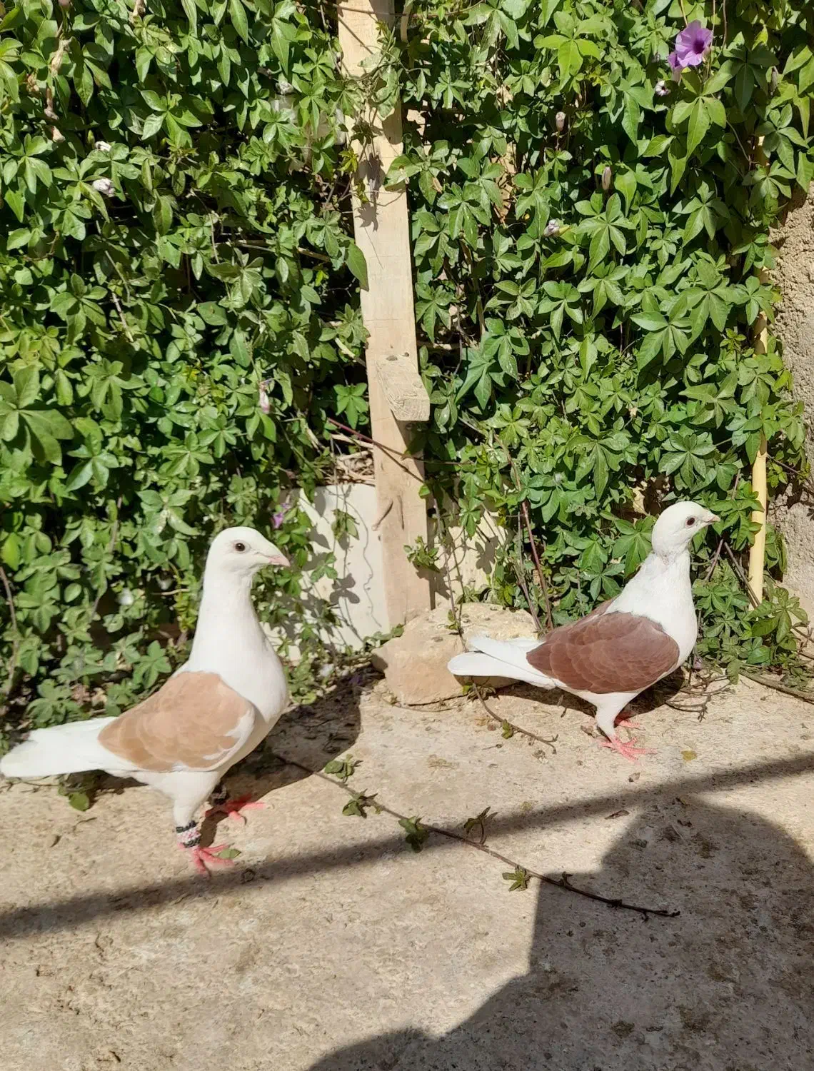 کبوتر|پرنده|فسا, |دیوار