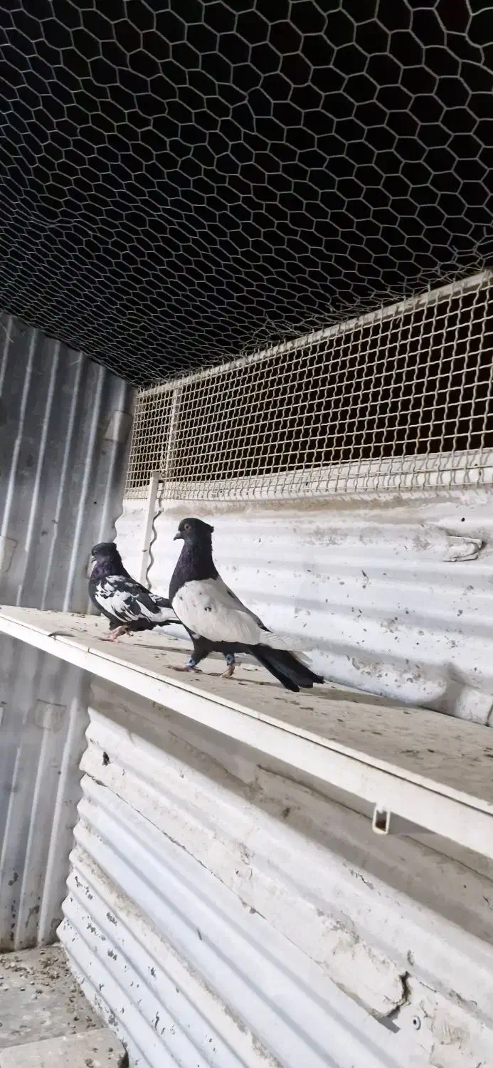 کبوتر سینه سیاه|پرنده|لار, |دیوار