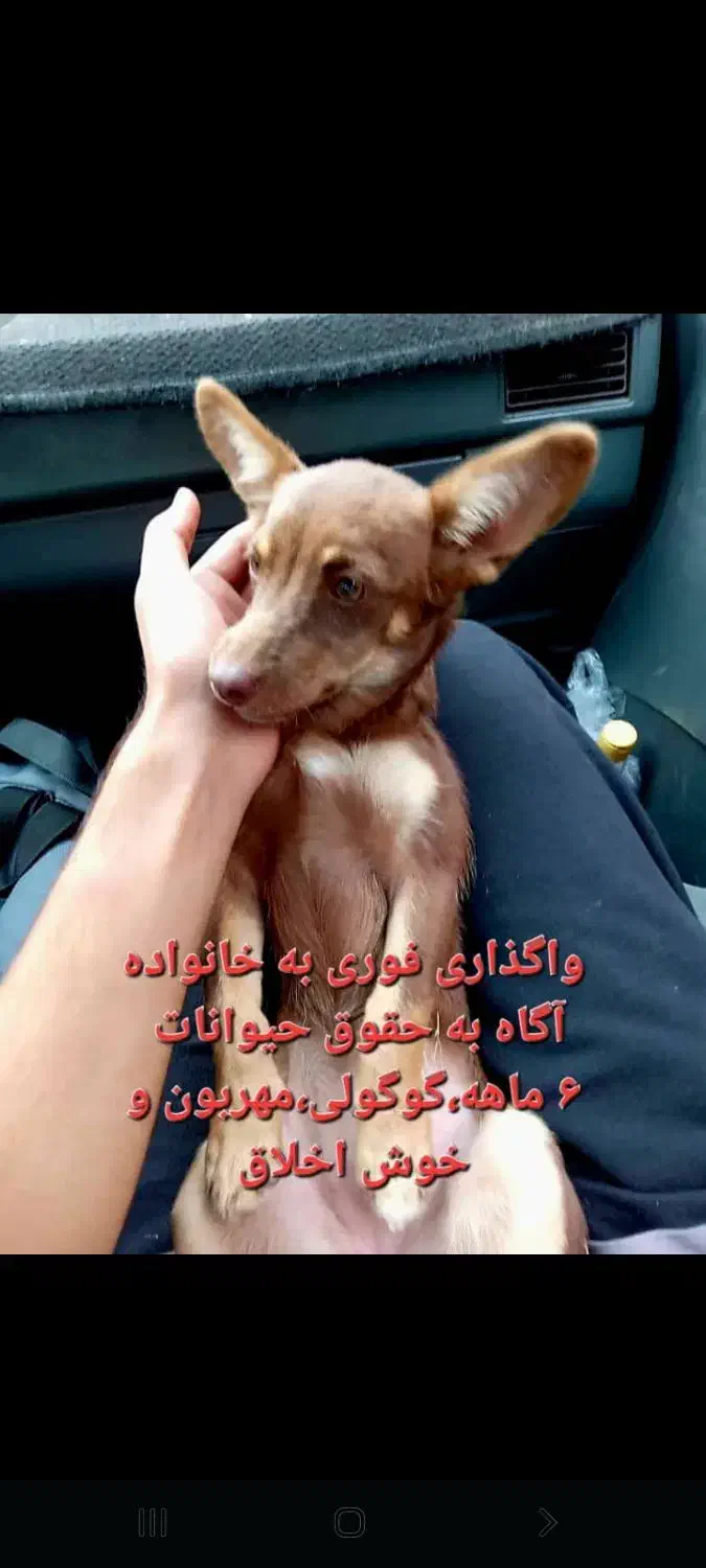 واگذاری|سگ|سلمانشهر, |دیوار