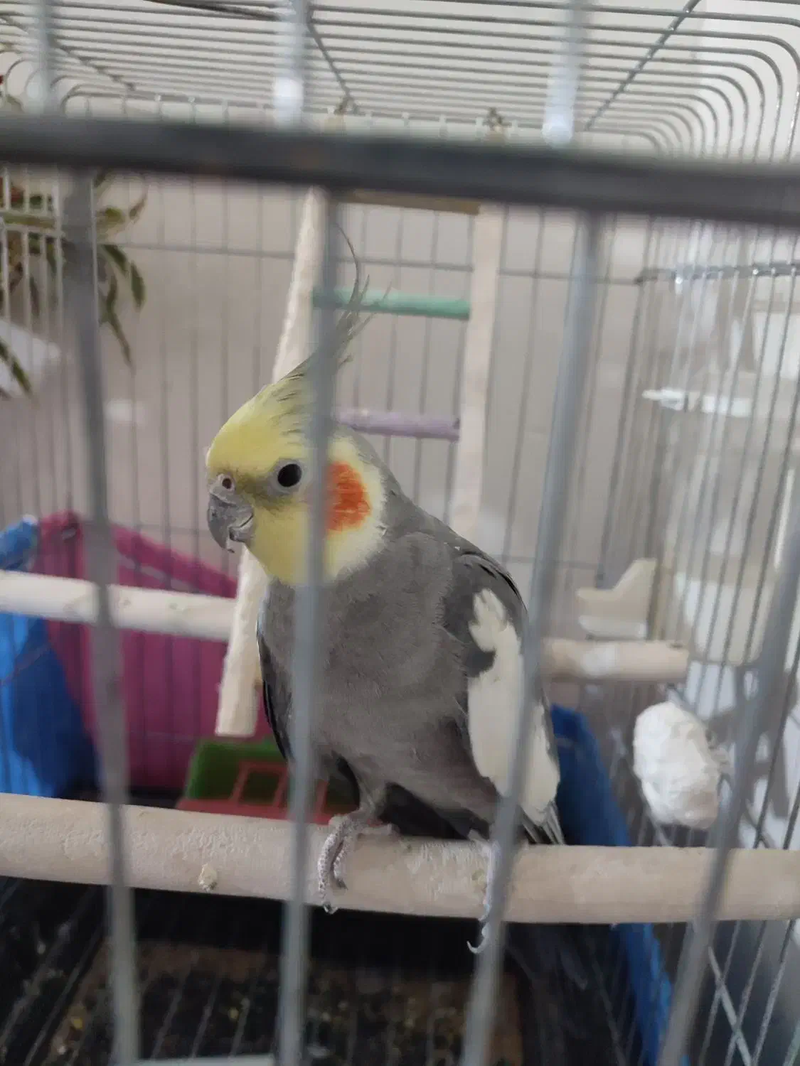 طوطی های زرنگ|پرنده|اقبالیه, |دیوار