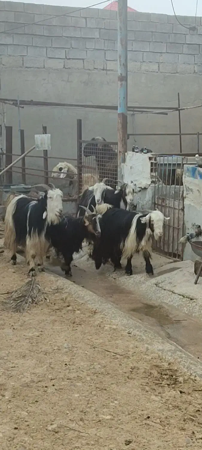 بز لری|حیوانات مزرعه|بهبهان, |دیوار