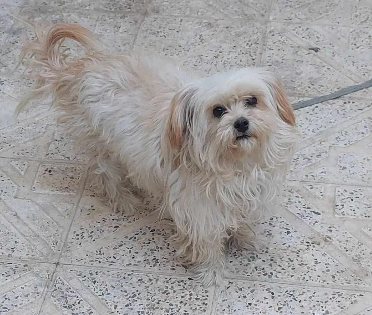 فروش زیباترین سگ دنیا|سگ|فولادشهر, باغشاد|دیوار