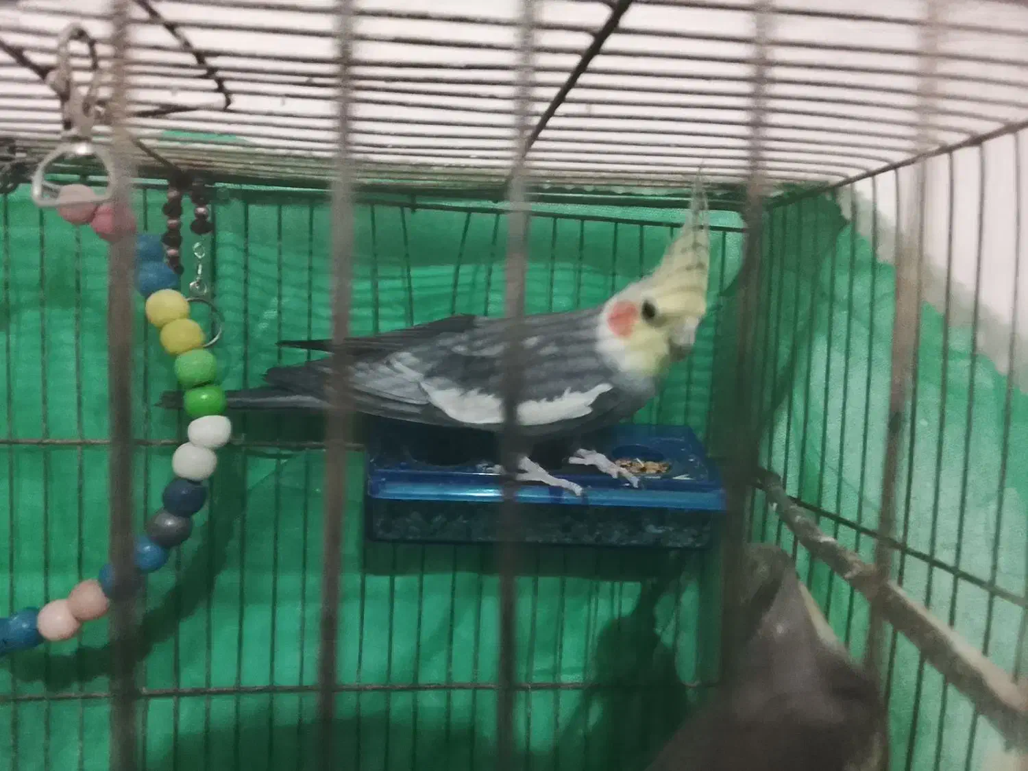 عروس هلندی|پرنده|سردرود, |دیوار