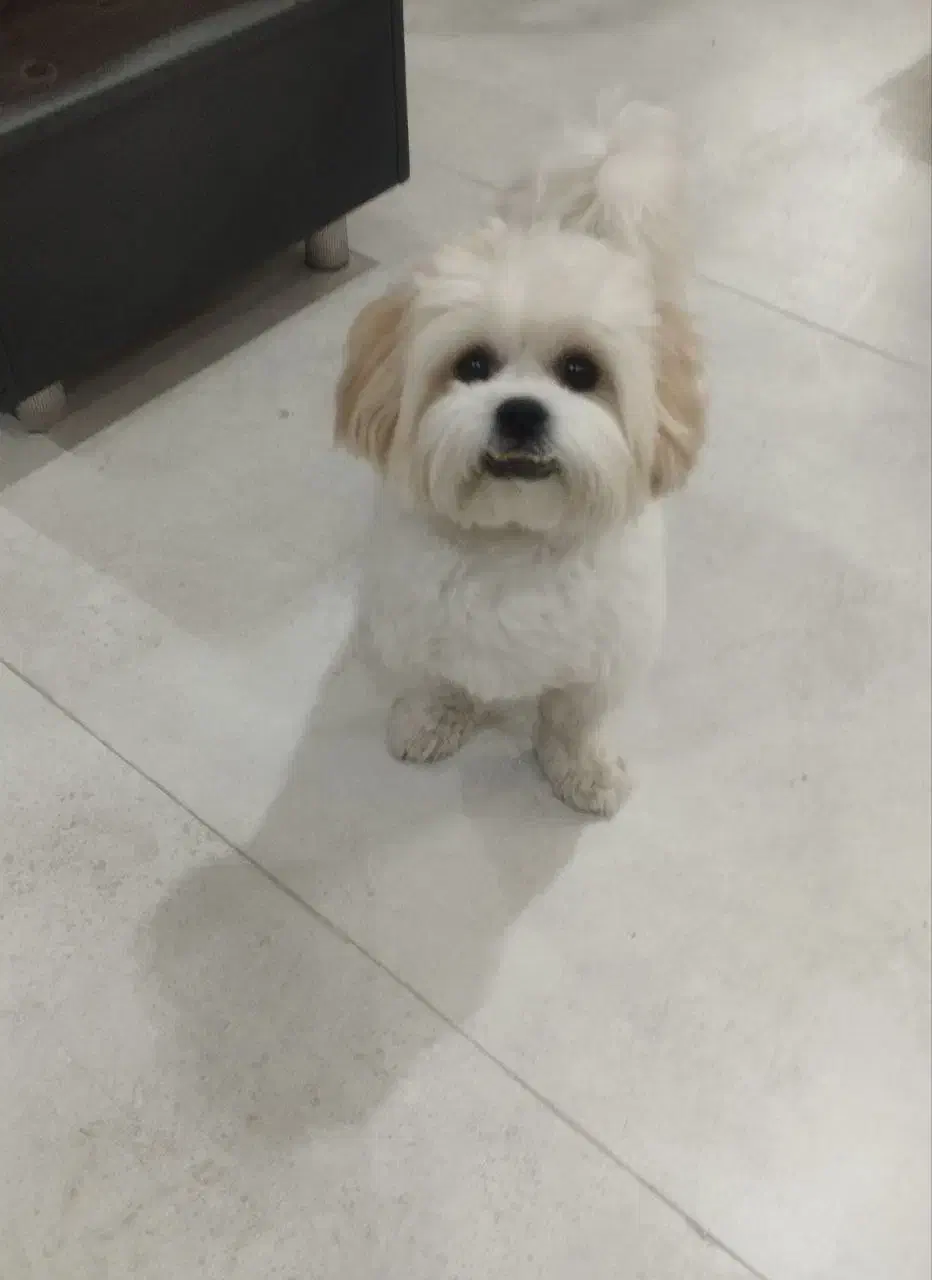 گمشده تو محدوده سجاد ساعت 10 صبح|حیوانات|مشهد, سجاد شهر|دیوار