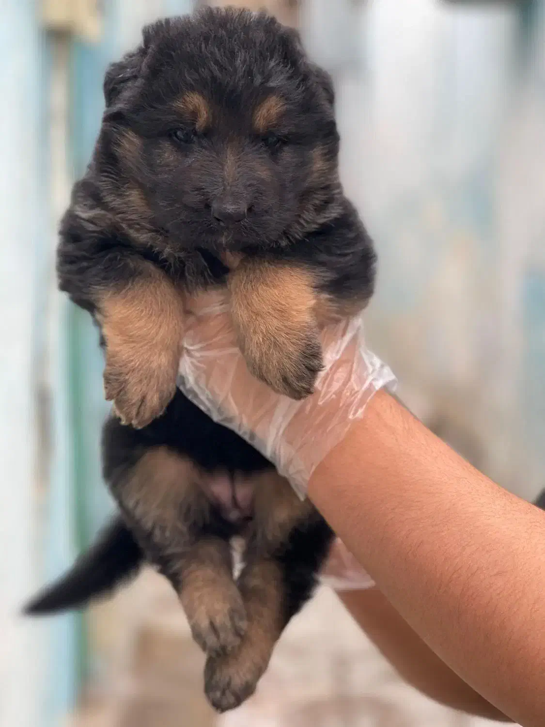 ۵ تا سگ خارجی ژرمن شپرد از بزرگ تا کوچیک|سگ|تهران, لویزان|دیوار