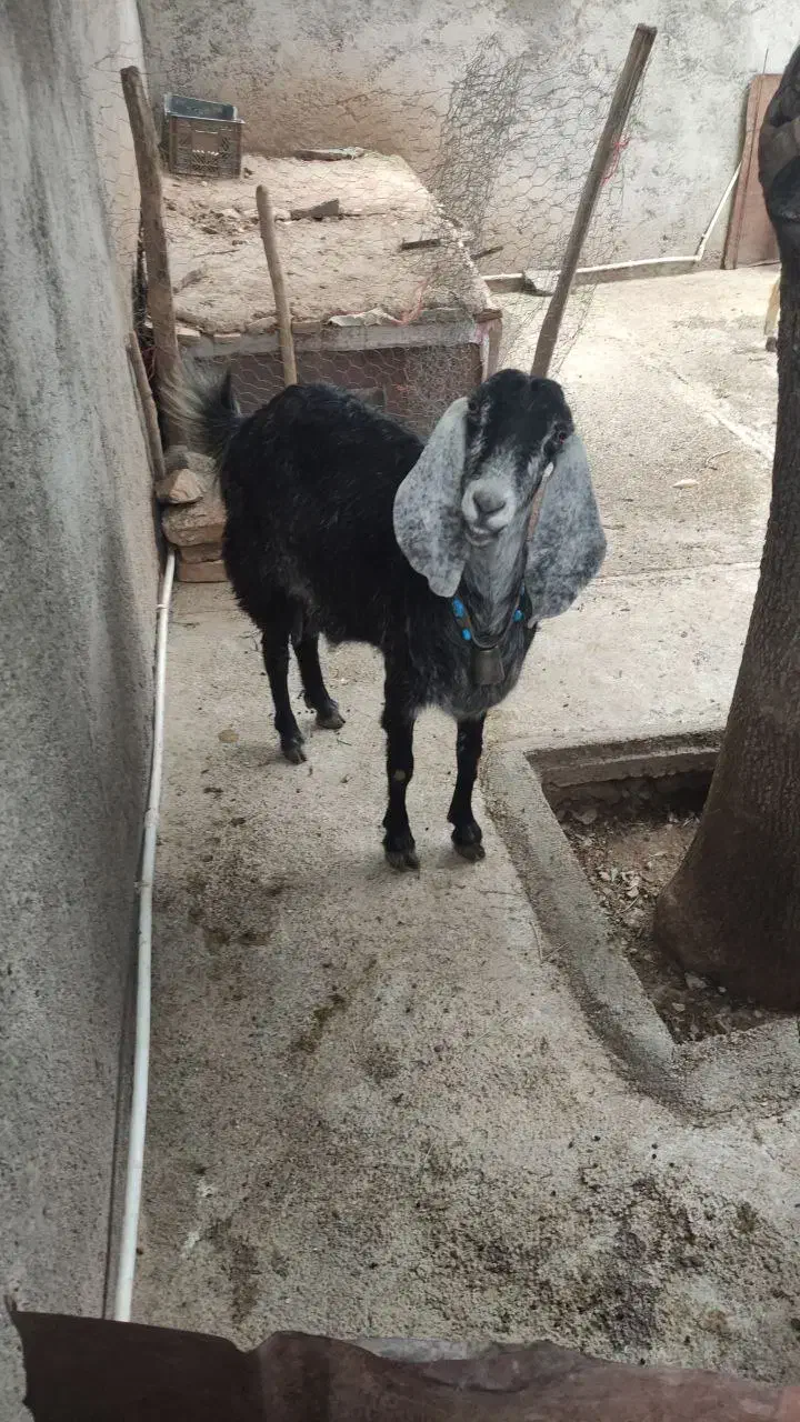 بز هلندی|حیوانات مزرعه|صحنه, |دیوار