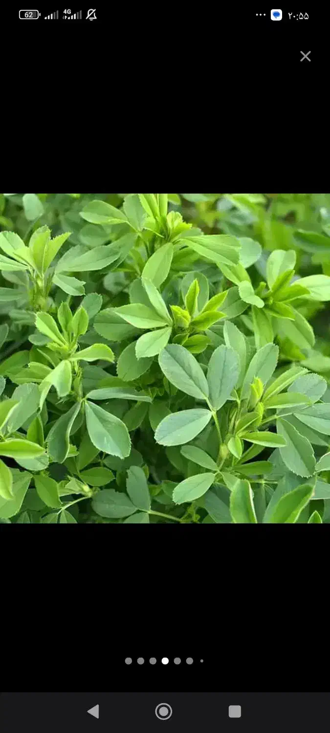 اجاره زمین کشاورزی|اجارهٔ دفتر صنعتی، کشاورزی، تجاری|نورآباد ممسنی, |دیوار