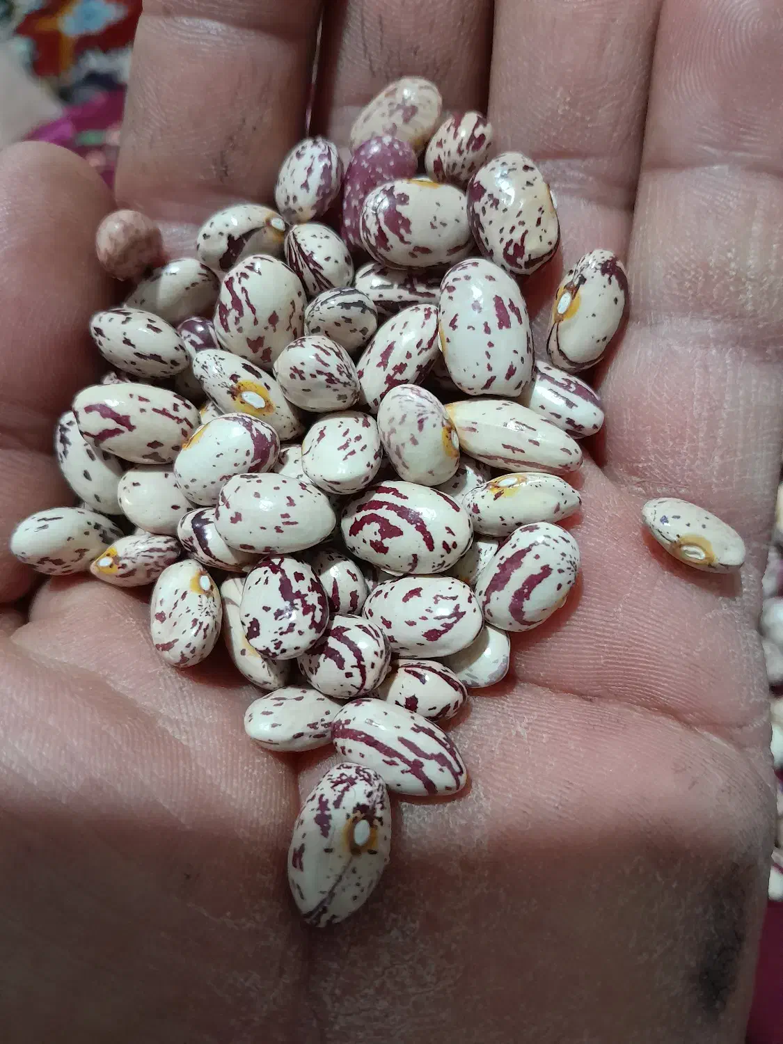 چیتی لوبیا ماش تلاش|خوردنی و آشامیدنی|اهر, |دیوار