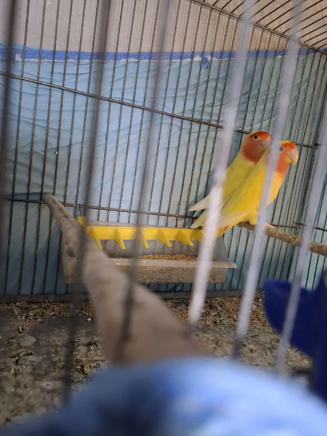 جفت برزیلی مولد|پرنده|قائمشهر, |دیوار