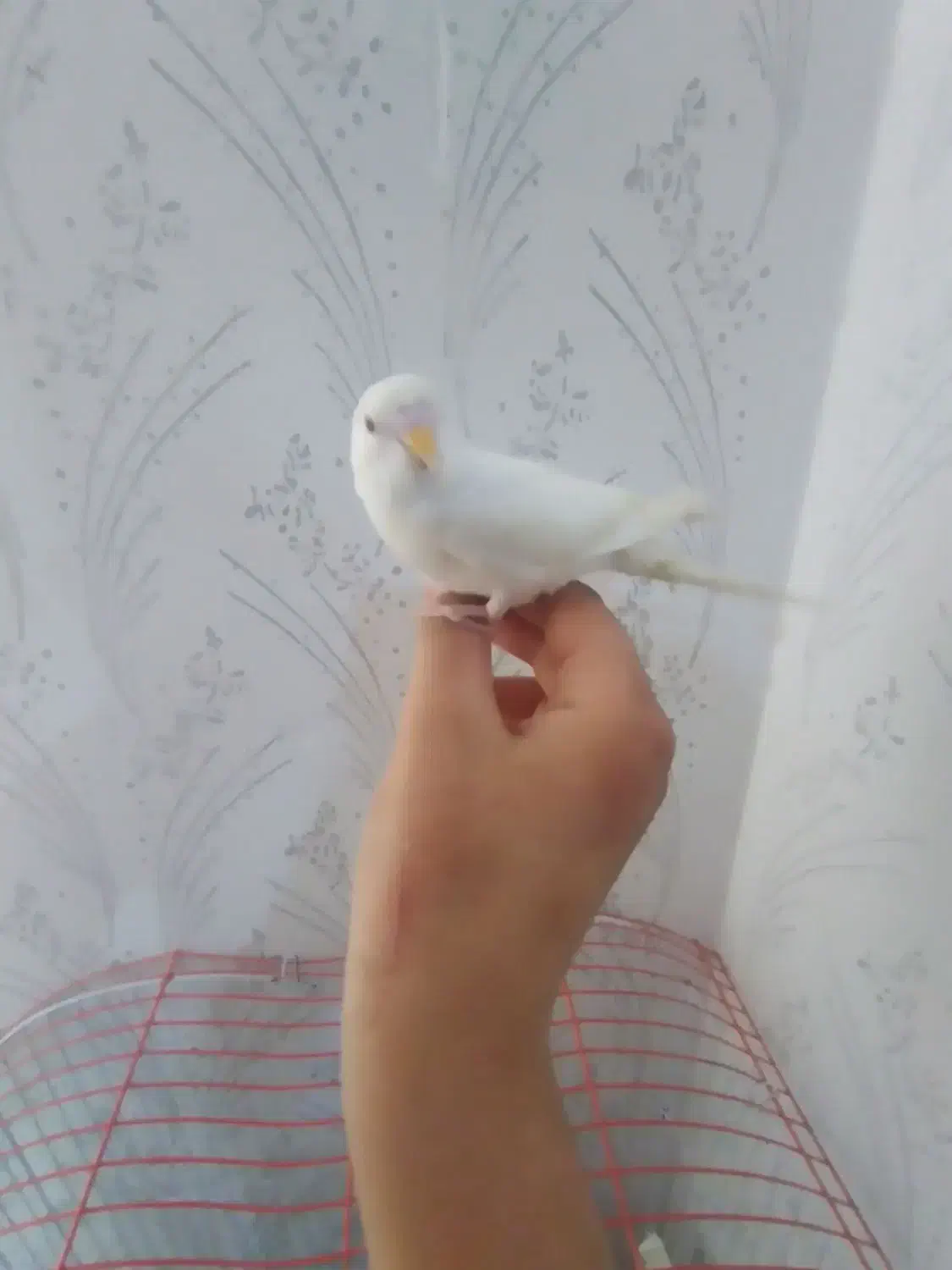 مرغ عشق|پرنده|شازند, |دیوار