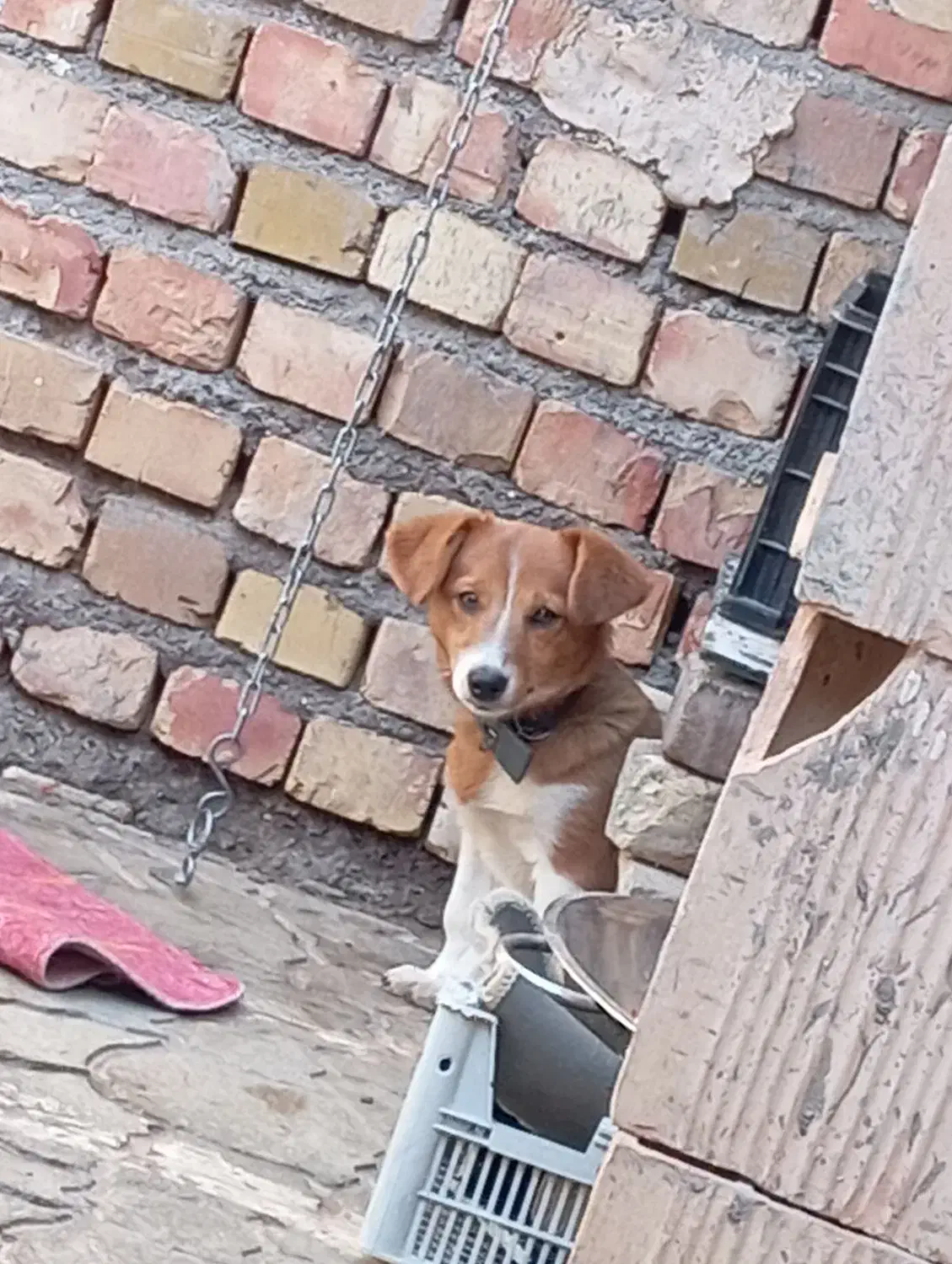 سگ پا کوتاه|سگ|تربت جام, میرقوام الدین|دیوار