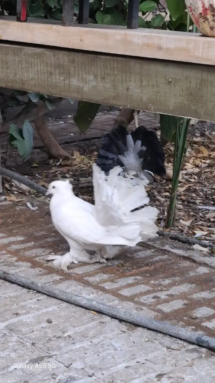 کبوتر زینتی دم چتری سفید مهر پا پر|پرنده|اسلامشهر, شهرک واوان|دیوار