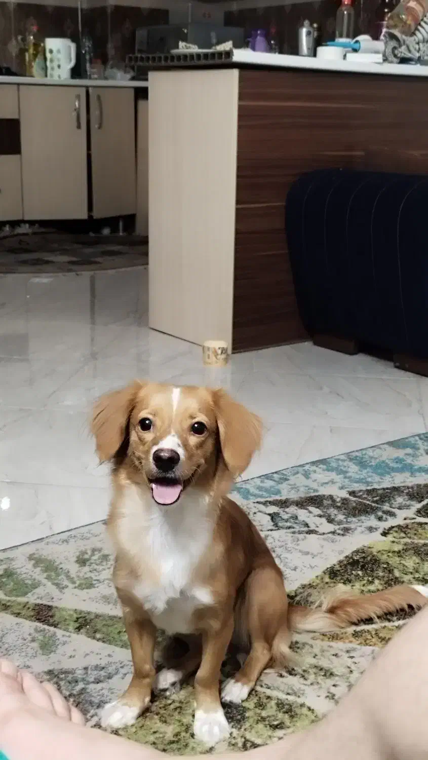 گلد جذاب|سگ|شیراز, نصر|دیوار