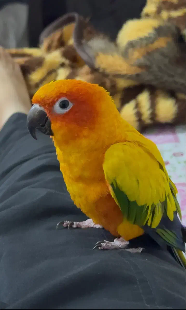 فروش جفت طوطی سانکانور|پرنده|اهواز, زرگان|دیوار