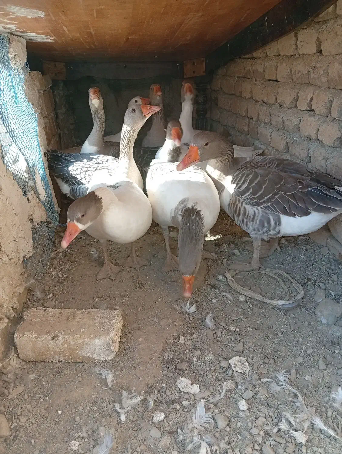 9تا غاز جوان و سالم|حیوانات مزرعه|بروجرد, |دیوار